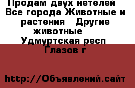 Продам двух нетелей - Все города Животные и растения » Другие животные   . Удмуртская респ.,Глазов г.